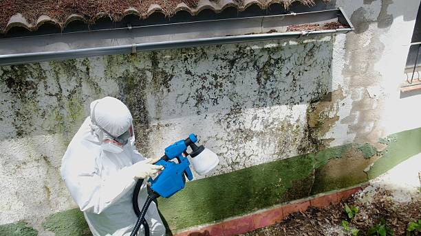 Trusted Attic Mold Removal service in Edgewater, FL - Cheap Mold Removal